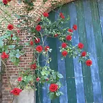 La Madeleine De Proust Irene